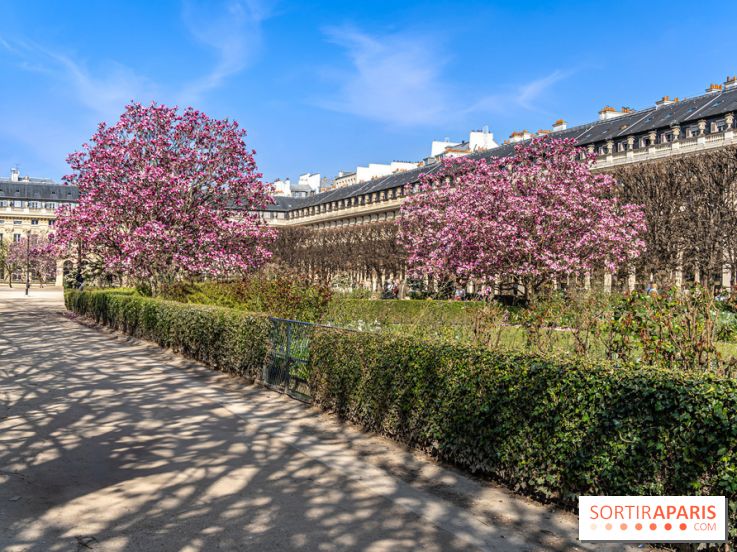 Les magnolias du Jardin du Palais Royal  - printemps - visuel Paris