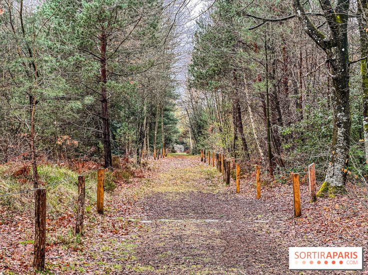 Arbor&Sens, l'Arboretum de Franchard en forêt de Fontainebleau - les photos - IMG 7938