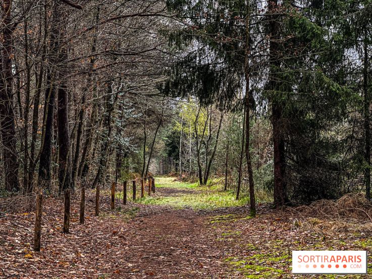 Arbor&Sens, l'Arboretum de Franchard en forêt de Fontainebleau - les photos