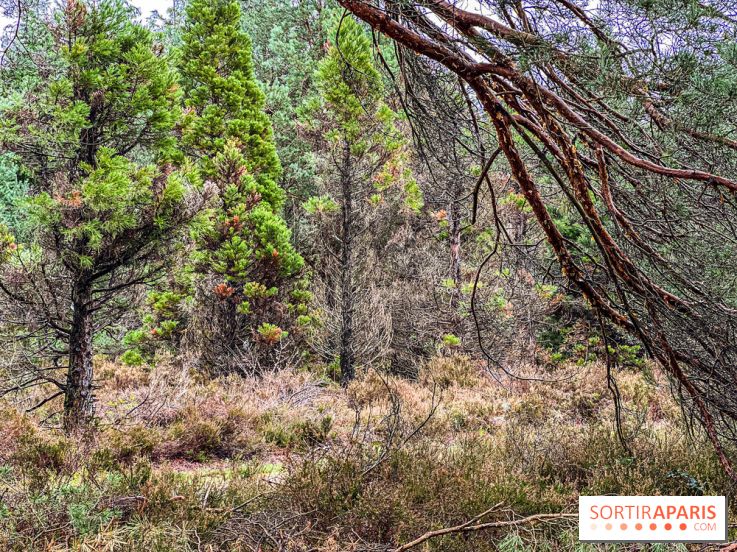 Arbor&Sens, l'Arboretum de Franchard en forêt de Fontainebleau - les photos