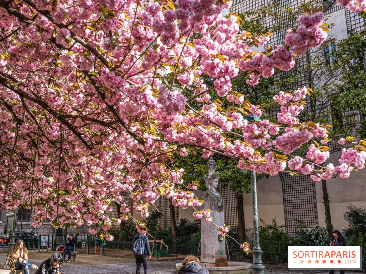 Square Gabriel Pierné à Paris - cerisiers en fleurs -  A7C0349