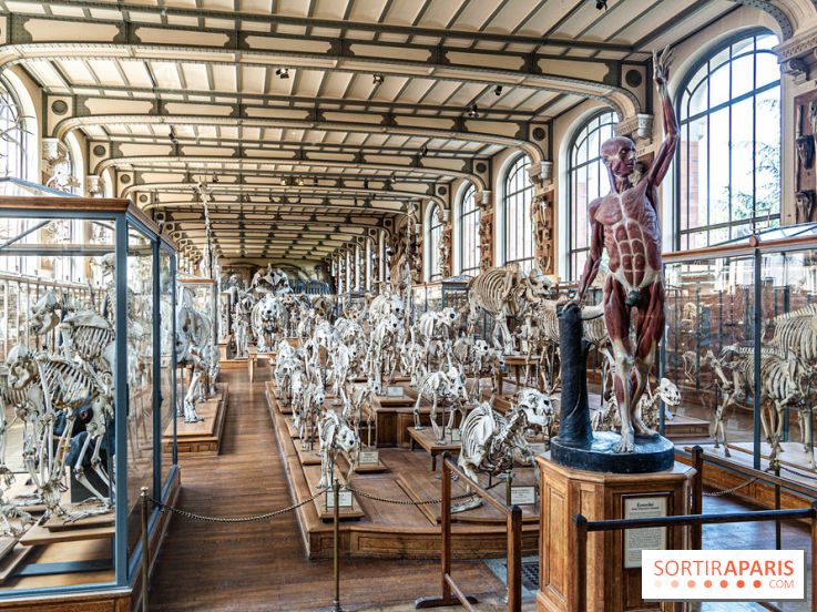 La Galerie de Paléontologie et d'Anatomie comparée du Muséum au Jardin des Plantes
