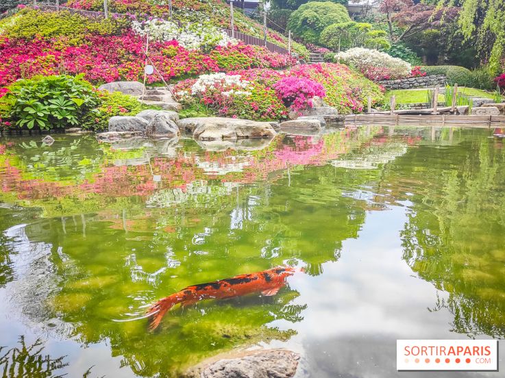 Natures vivantes : l'exposition photo qui met à l'honneur les jardins du musée Albert Kahn - photos