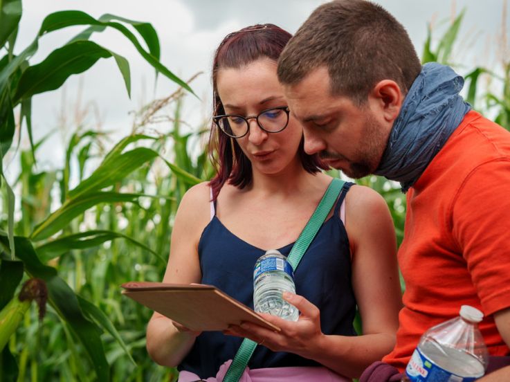 Pop Corn Labyrinthe Essonne : un labyrinthe géant dans un champs de maïs à Marcoussis