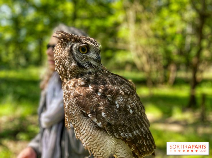 Fauconnier d'un jour - IMG 1419