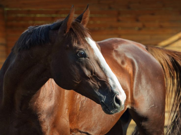Fête du Cheval 2024 - Campagne #33709 - 11