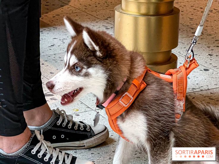 Le Doggy Brunch : le brunch gourmand entre chiens et maîtres à l'hôtel Kimpton Saint Honoré Paris - image00047