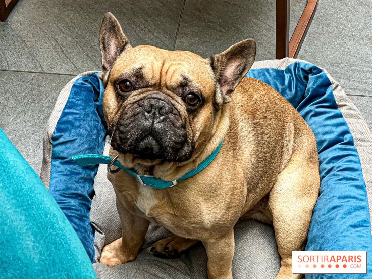 Le Doggy Brunch : le brunch gourmand entre chiens et maîtres à l'hôtel Kimpton Saint Honoré Paris - image00050