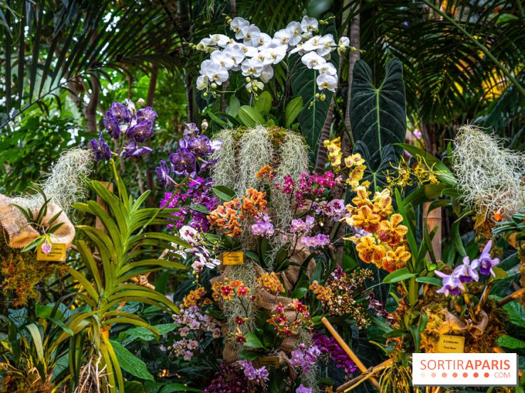 Mille et une orchidées 2025 - les photos