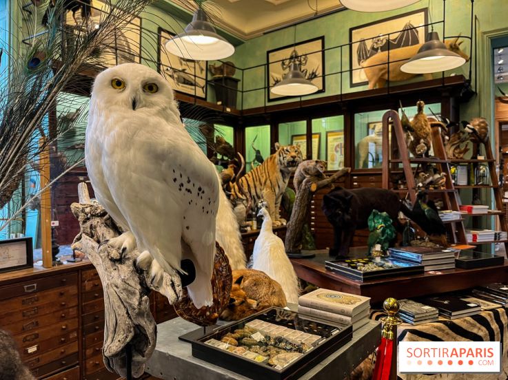 Deyrolle, l'incroyable cabinet de curiosités à Paris - nos photos