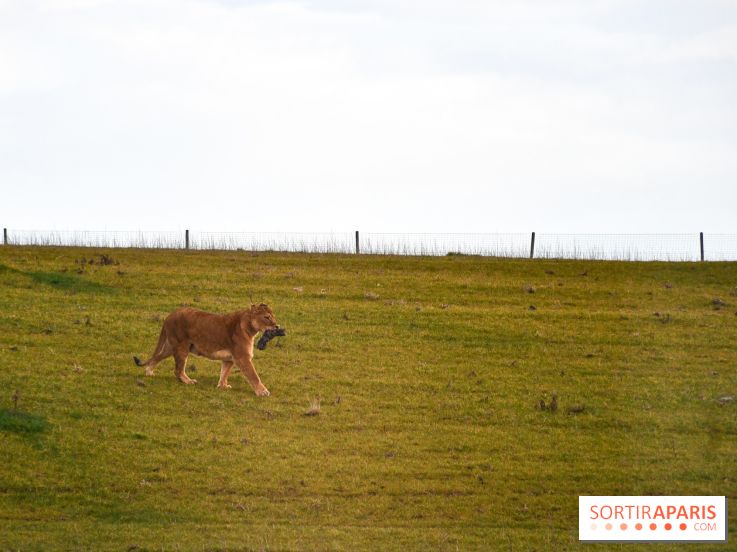 Le Royaume des Lions, l'hôtel immersif à la Lumigny Safari Reserve - nos photos - AF274443 0D37 4C96 9312 8AA58749569C
