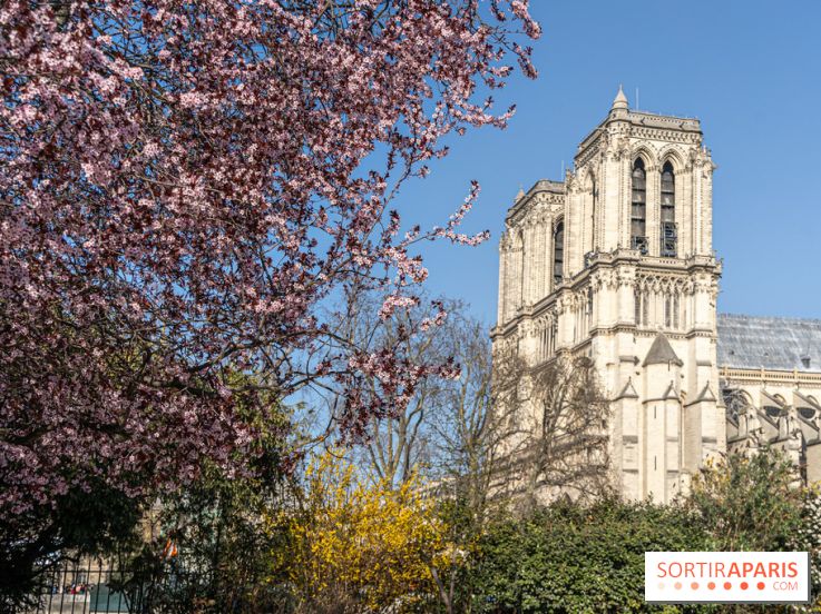 Le Square Viviani devant Notre-Dame de Paris