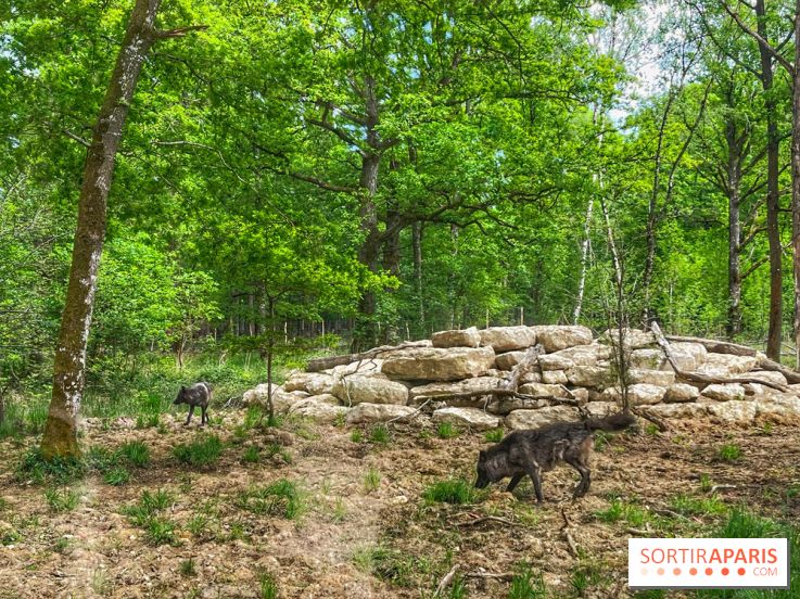 La Forêt des Loups