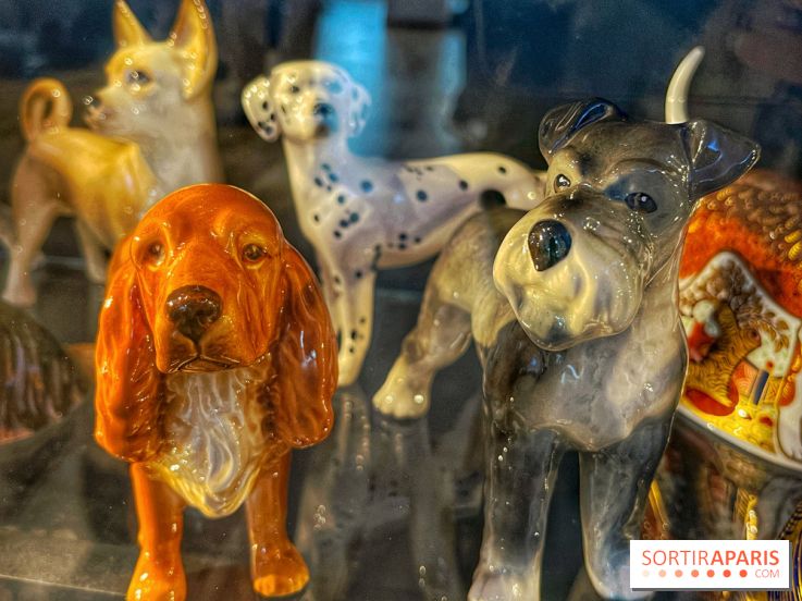 Collection dédié aux chiens