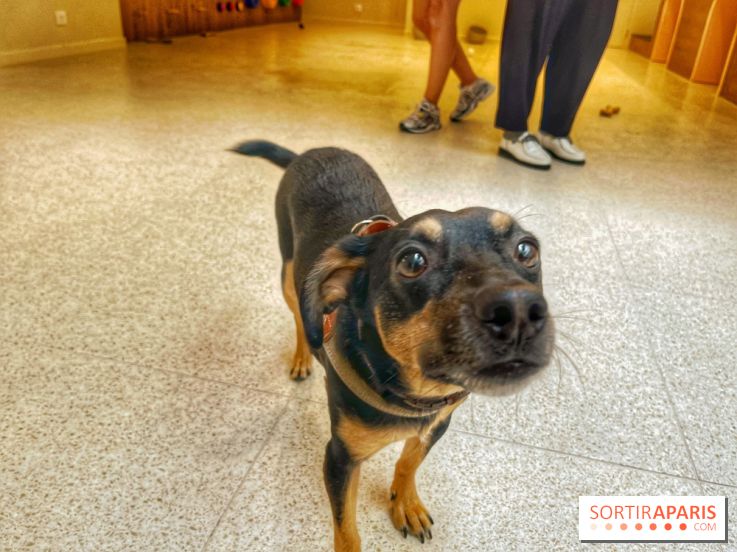 The Dogry - IMG 3578