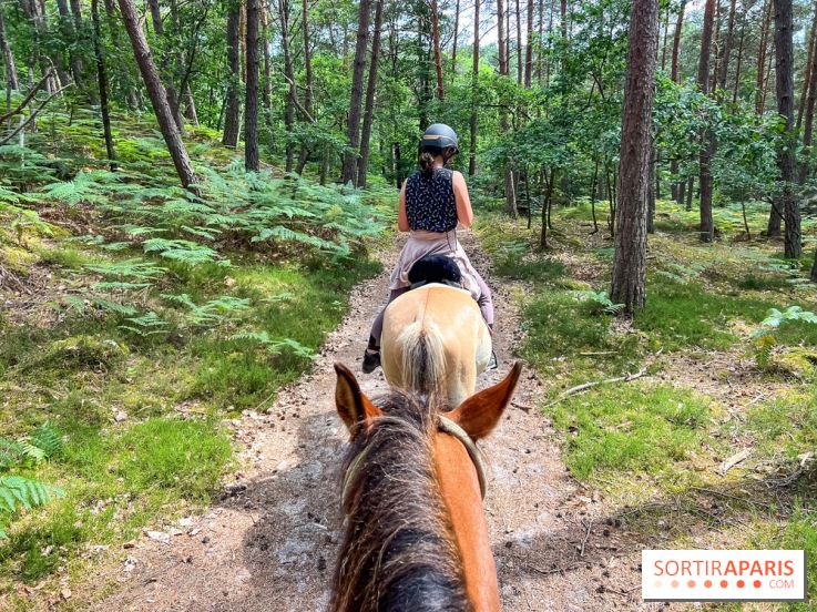 Balade en chevaux Henson en forêt de Fontainebleau  - IMG 2038