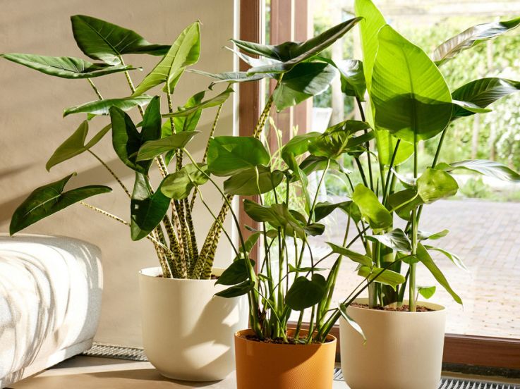 Pop-up elho x Truffaut : quand le végétal rencontre le design au cœur du Marais