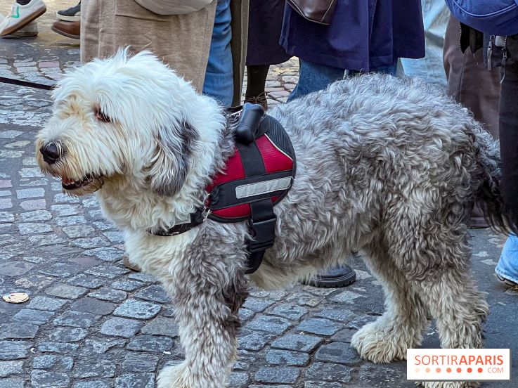 La Marche des animaux à Paris : défilé gratuit, ouvert aux chiens, chats ... sur les Champs-Élysées - IMG 5516