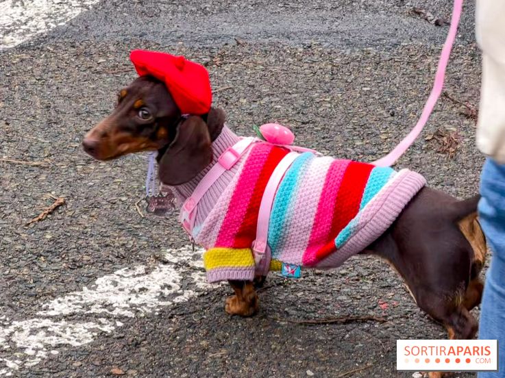 Paris Sausage Walk, la Marche des Teckels 2025