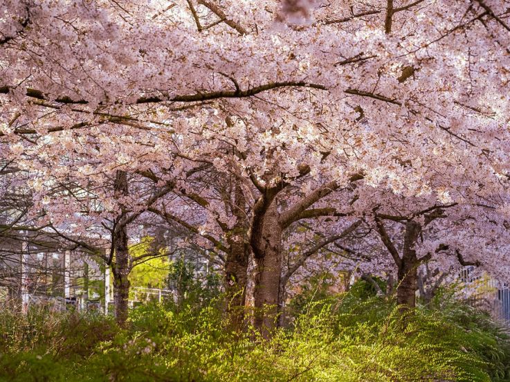 Les cerisiers en fleurs au Parc de Billancourt à Boulogne-Billancourt, Hanami aux portes de Paris