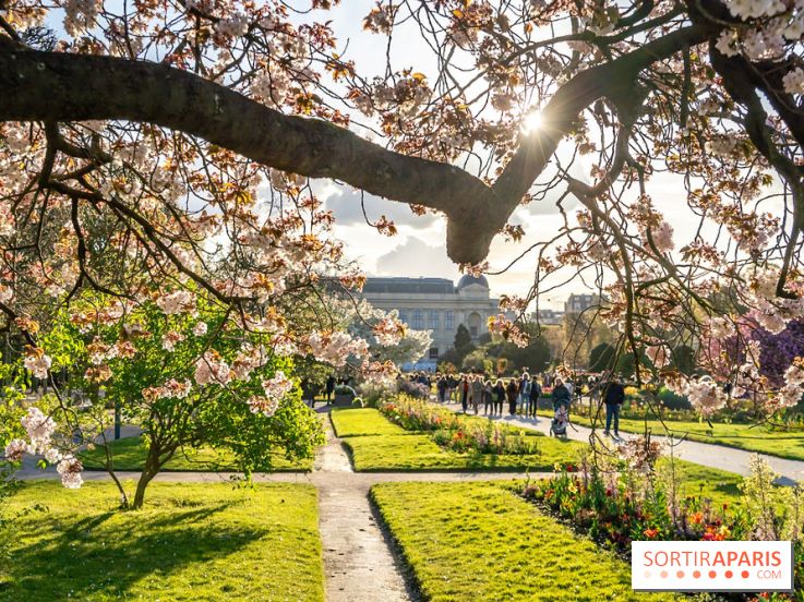 Les floraisons exceptionnelles du Jardin des Plantes 2026 : tulipes, coquelicots et cerisiers - photos - A7C00582