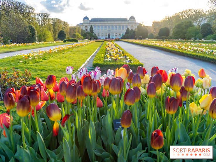 Les floraisons exceptionnelles du Jardin des Plantes 2026 : tulipes, coquelicots et cerisiers - photos