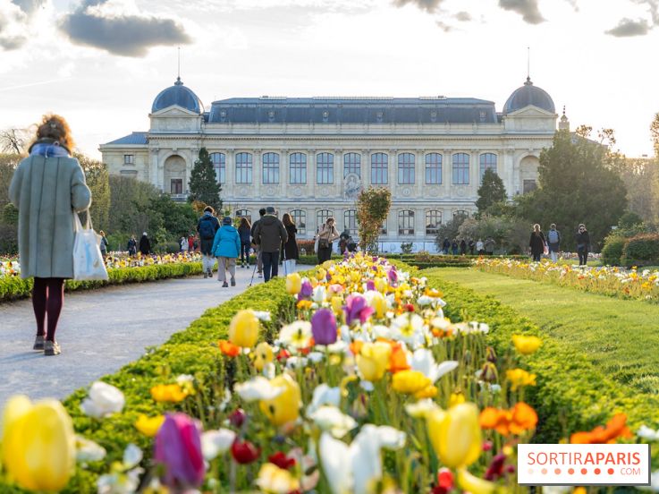 Les floraisons exceptionnelles du Jardin des Plantes 2026 : tulipes, coquelicots et cerisiers - photos