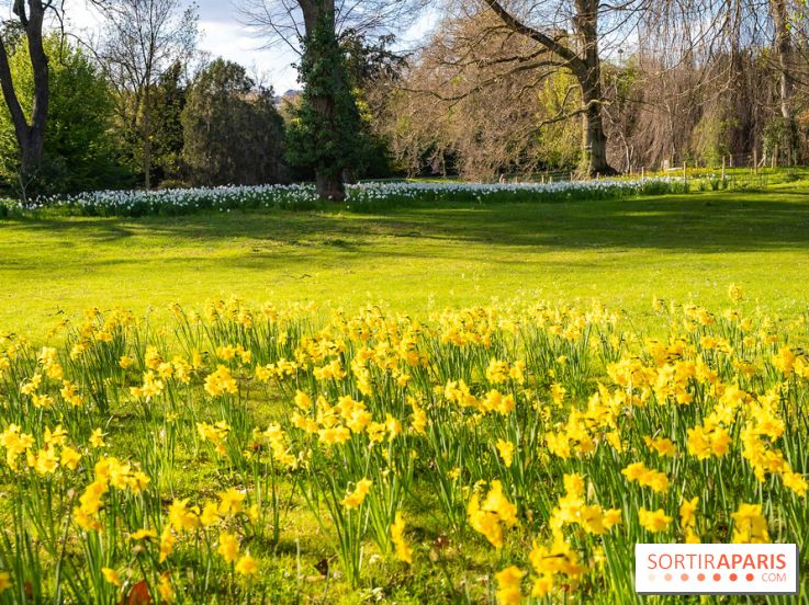 Le Parc de Bagatelle au printemps, cerisier, tulipes et jonquilles - photos