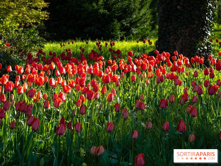 Le Parc de Bagatelle au printemps, cerisier, tulipes et jonquilles - photos