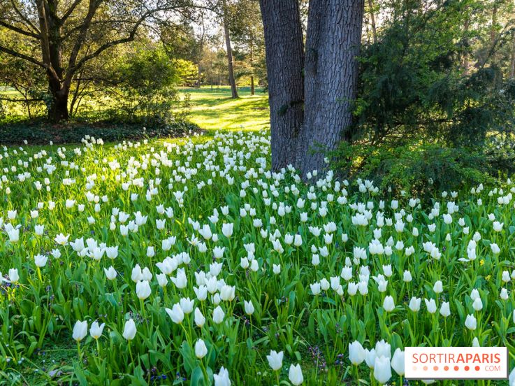 Le Parc de Bagatelle au printemps, cerisier, tulipes et jonquilles - photos