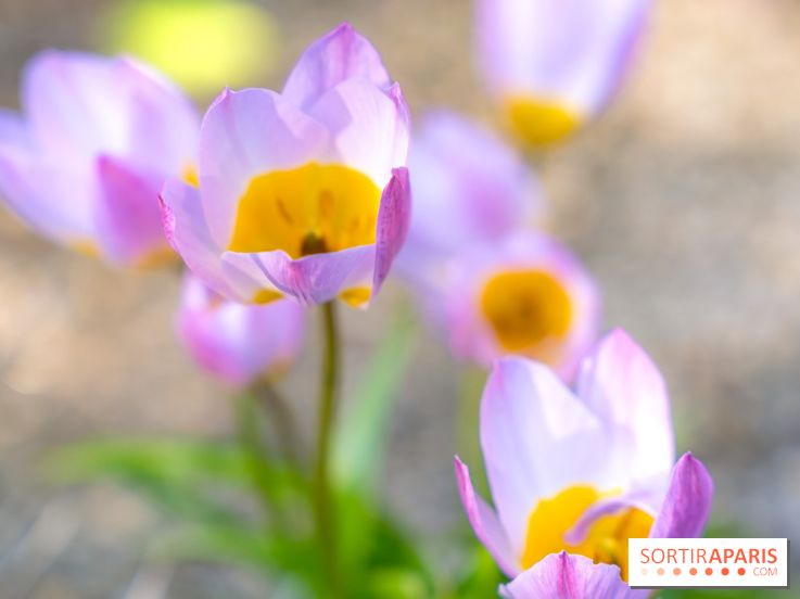Le Parc de Bagatelle au printemps, cerisier, tulipes et jonquilles - photos