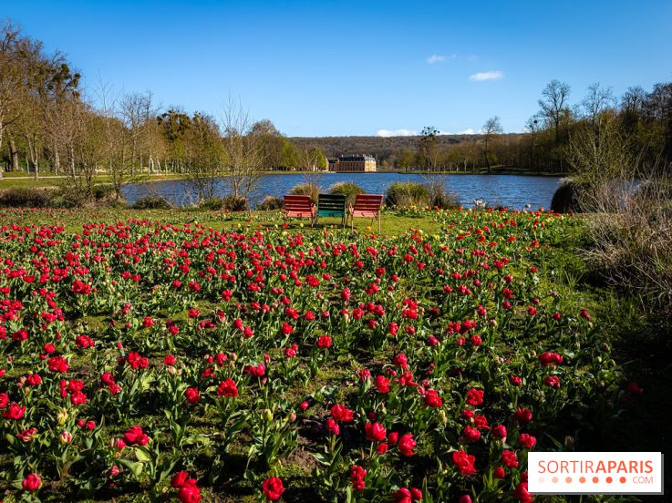 Les tulipes du Château de Dampierre, son jardin anglais et le jardin Le Nôtre - IMG 2850