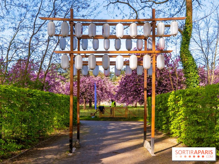 Hanami au Parc de Sceaux 2026, les cerisiers en fleurs et ses  animations