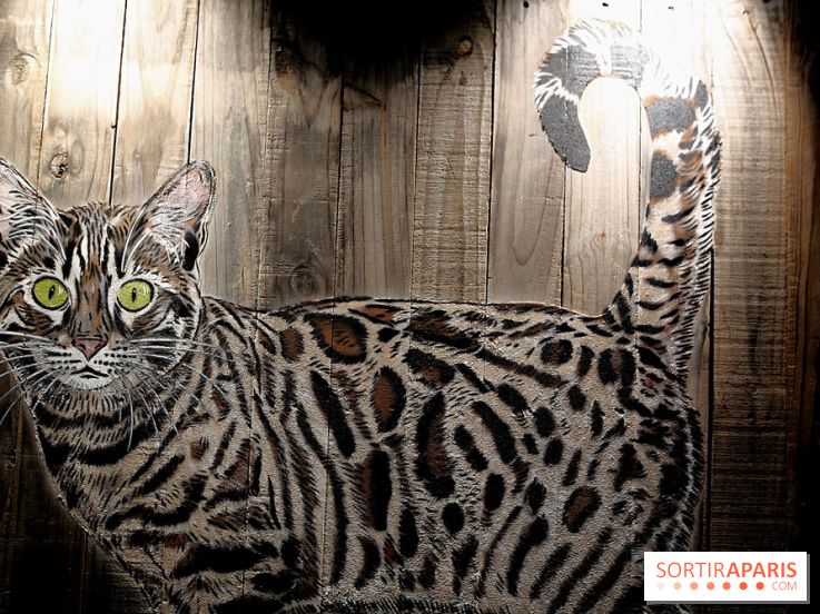 Chacun cherche son chat, nos photos de l'expo à Fluctuart - Expo Chat 11
