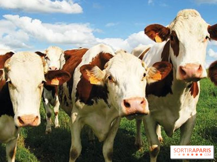 Les labyrinthes de la Ferme de Gally