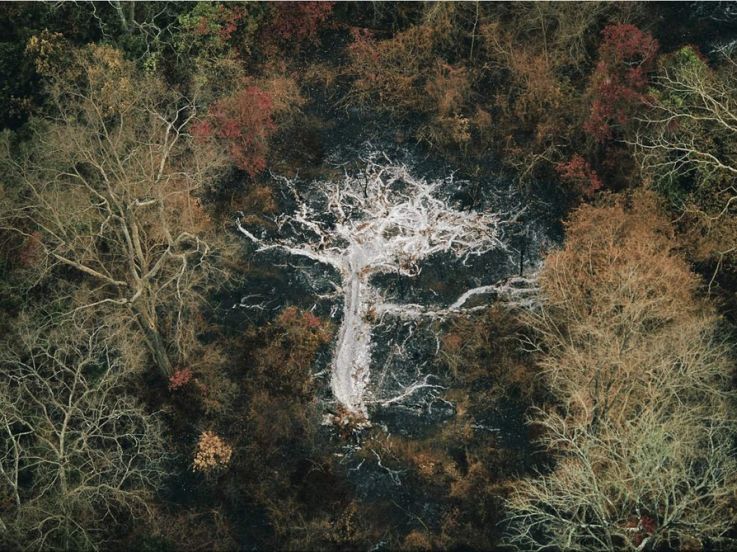 Cendres d’un arbre près de monts Gorohoui Kongoli, Côte d’Ivoire, Yann Arthus-Bertrand