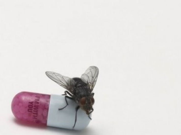 Red Hot Chili Peppers, I'm With You, Concert, Tournée, Salles de cinéma