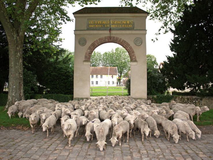 Week-end de tonte des moutons à la Bergerie Nationale, animations virtuelles