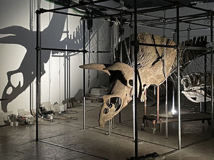 Un dinosaure, Big John, bientôt exposé à l'Hôtel Drouot avant sa vente aux enchères