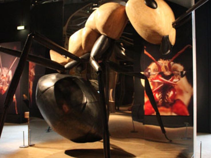 Mille milliards de fourmis, l'exposition au Palais de la Découverte
