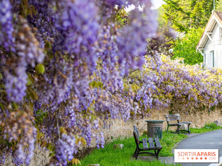 Ou voir les plus belles glycines de Paris, les spots incontournables et cachés - Chevreuse