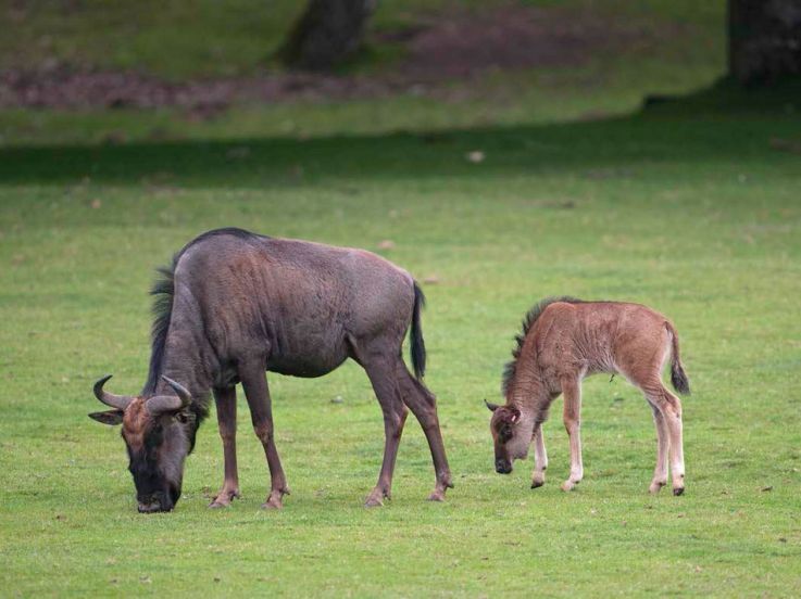 Fête des Mères à Thoiry