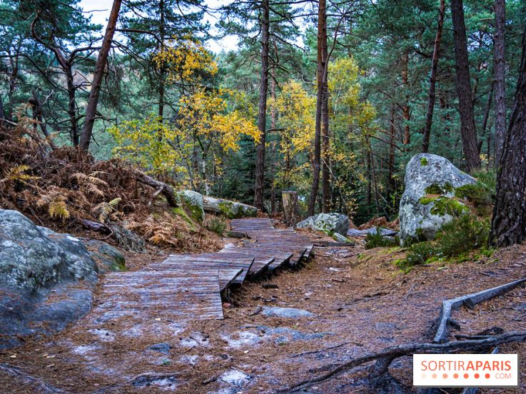 Journée internationale des forêts 2024 : des visites guidées gratuites en forêt de Fontainebleau