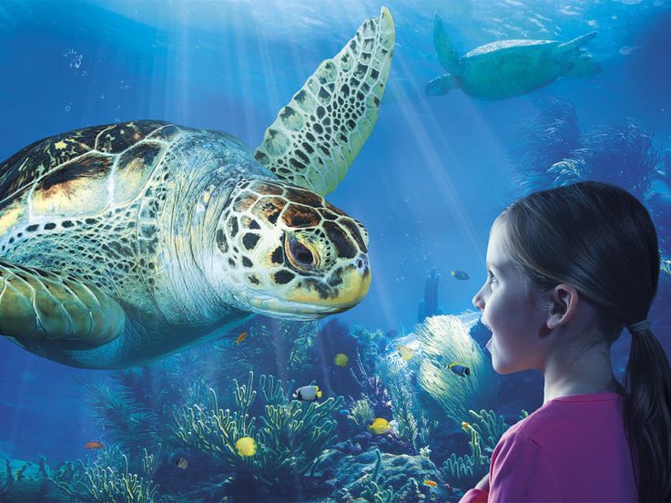 L'Aquarium Sea Life et les Tortues de mer pour la Toussaint