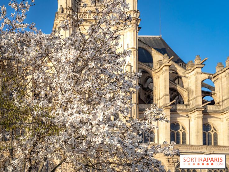 Paris : le printemps prend de l'avance : 6 spots d'arbres en fleurs à découvrir en ce moment