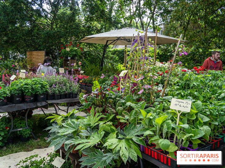 Seine-et-Marne : La Foire aux Plantes à Larchant 2026 : marché, troc et animations - 77