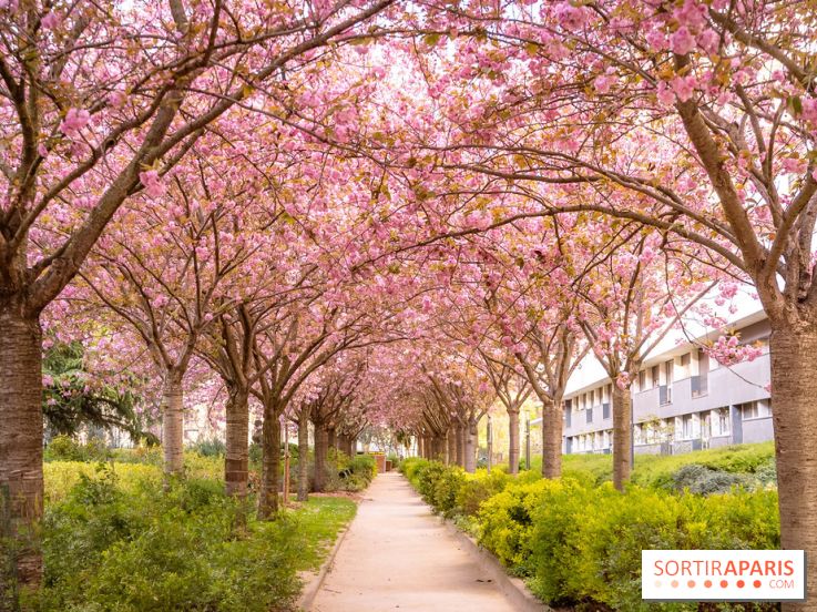 La Mail de Bièvre et ses cerisiers en fleurs, le spot Hanami caché à Paris