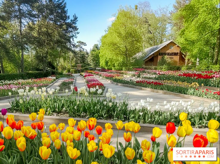 Le Parc Floral de Paris Vincennes, tulipes
