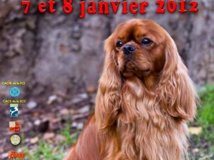 paris dog show 2012