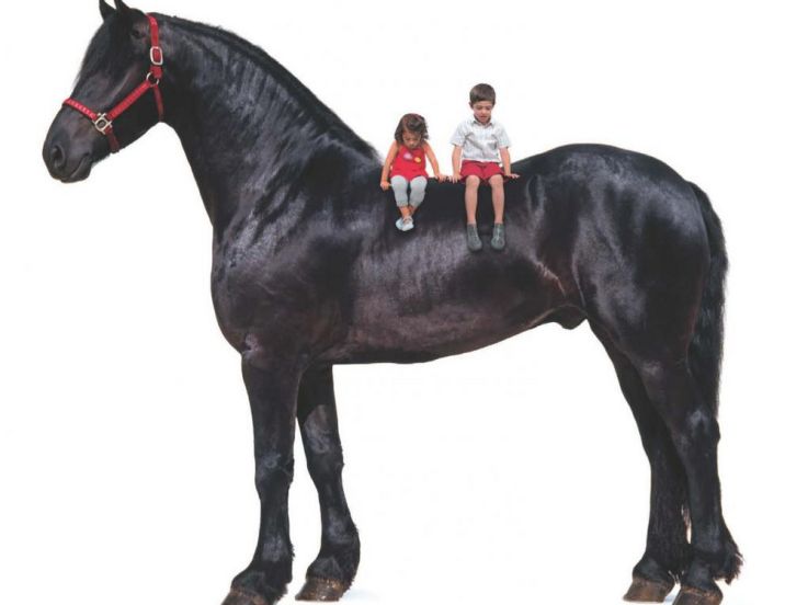 le cheval xxl; les cevaux xxl, hippodrome de vincennes